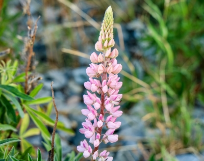 Lupines in je tuin planten: zo doe je dat dit voorjaar